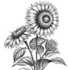 Profile image of sunflower.vintage