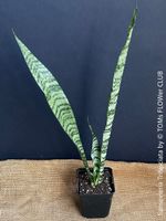 Sansevieria Trifasciata - "Schwiegermutterzunge" - 100% Bio