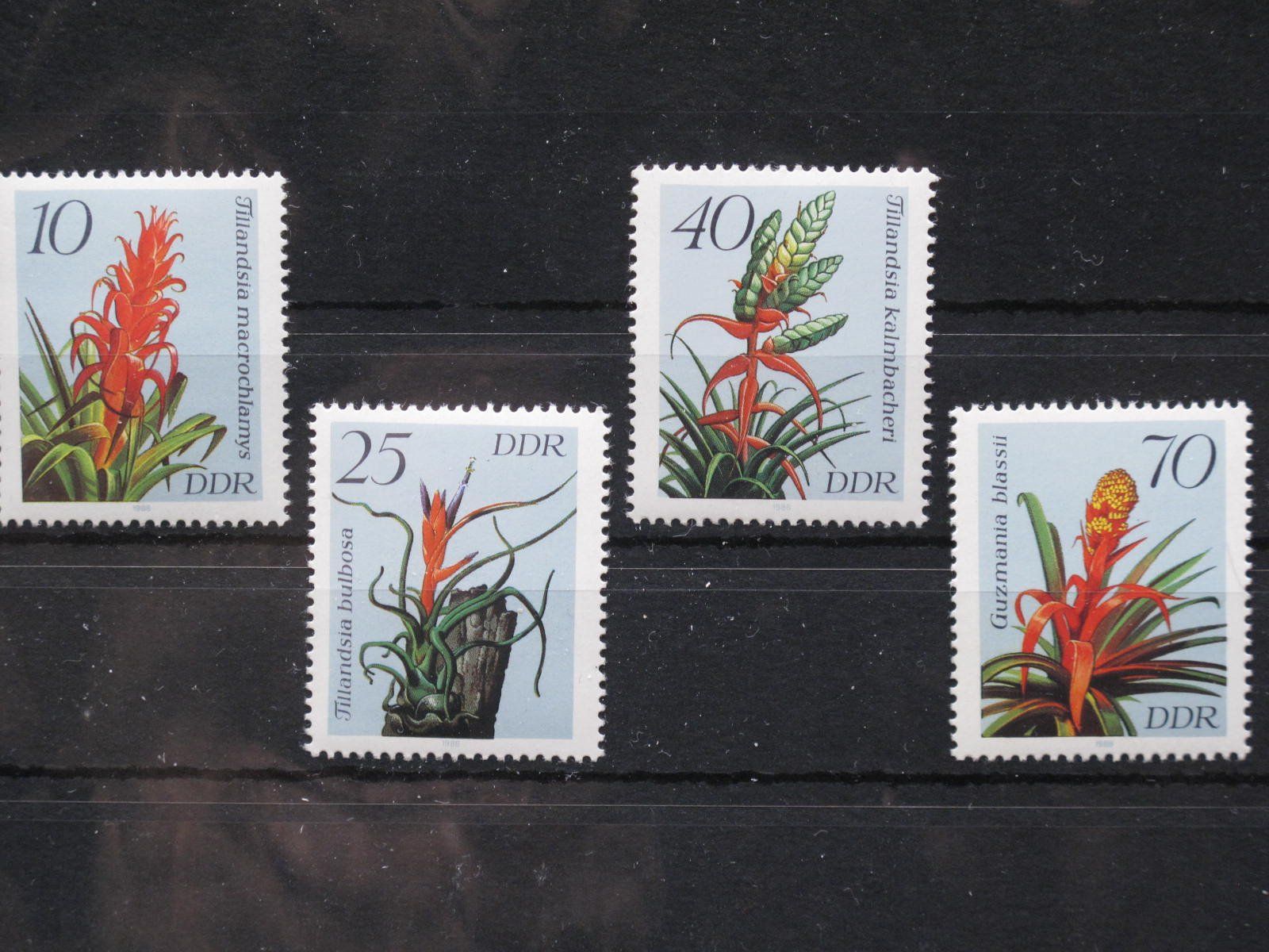 Tutti i francobolli: DDR 1988 Bromelien ** – Usato da Wil SG venduto da fva01