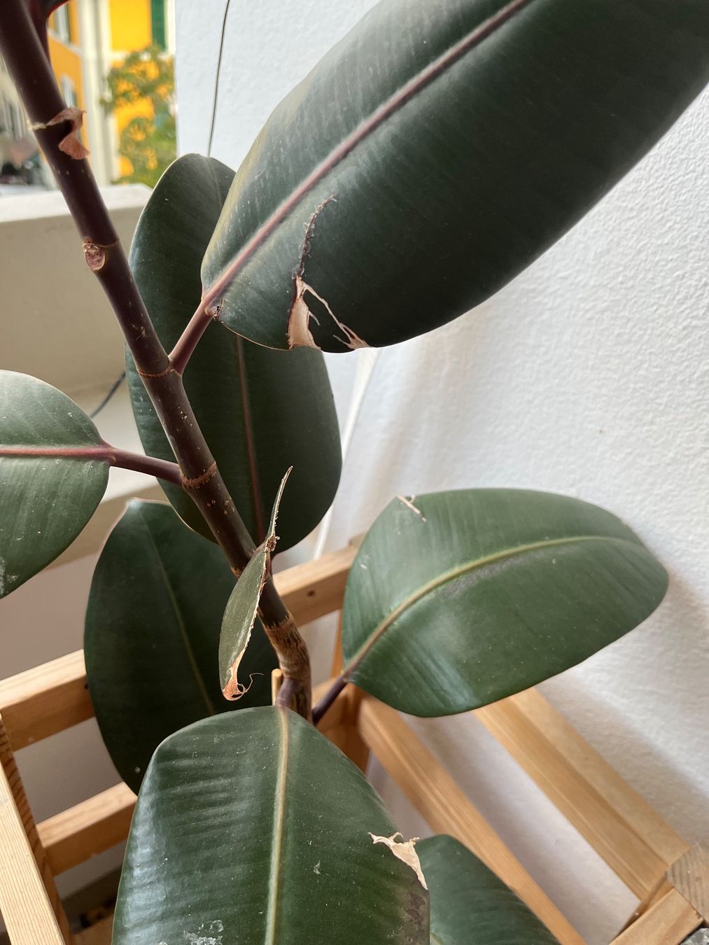Piante & sementi: Gummibaum (Ficus elastica) – Usato da Bern venduto da kho_s6j8 5