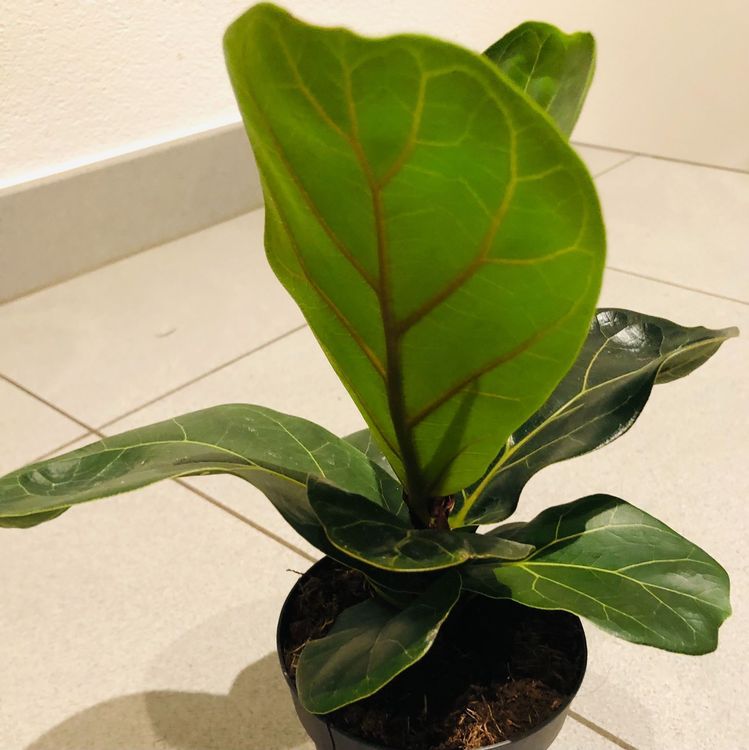 FICUS LYRATA 20 cm ↕️ Zierpflanze Kaufen auf Ricardo