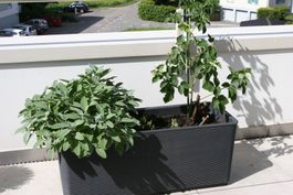 Brombeere (stachellos) & Salbei im Pflanzkübel