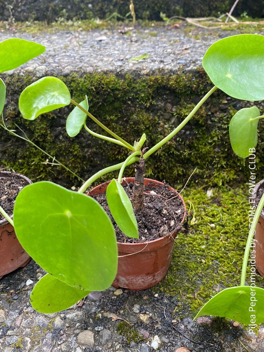Piante & sementi: Pilea Peperomioides - 100% Bio-Anzucht – Nuovo e nell'imballaggio originale da Adliswil venduto da astom369 1
