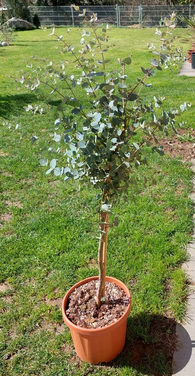 Eukalyptus Pflanze Kaufen auf Ricardo