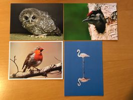 4x Postkarten Waldkauz Buntspecht Rotkehlchen Flamingo