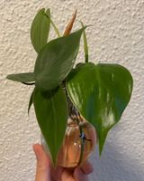 Efeutute Stecklinge