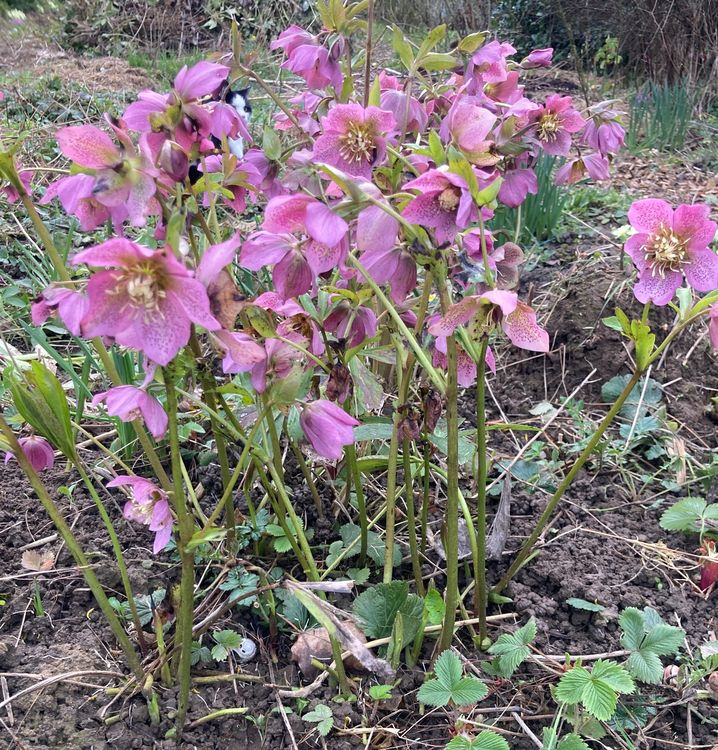 Helleborus orientalis Lenzrose Nr.2 Pflanze Blume Staude Kaufen auf