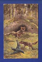 RENARD à la chasse