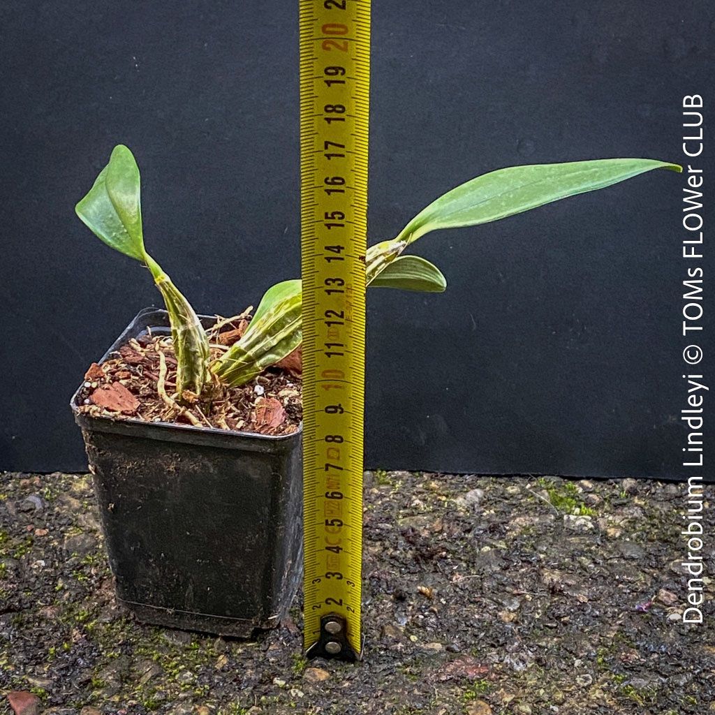 Piante & sementi: Dendrobium Lindleyi - gelb blühende & top robuste Orchidee – Nuovo e nell'imballaggio originale da Adliswil venduto da asTOMas963 5
