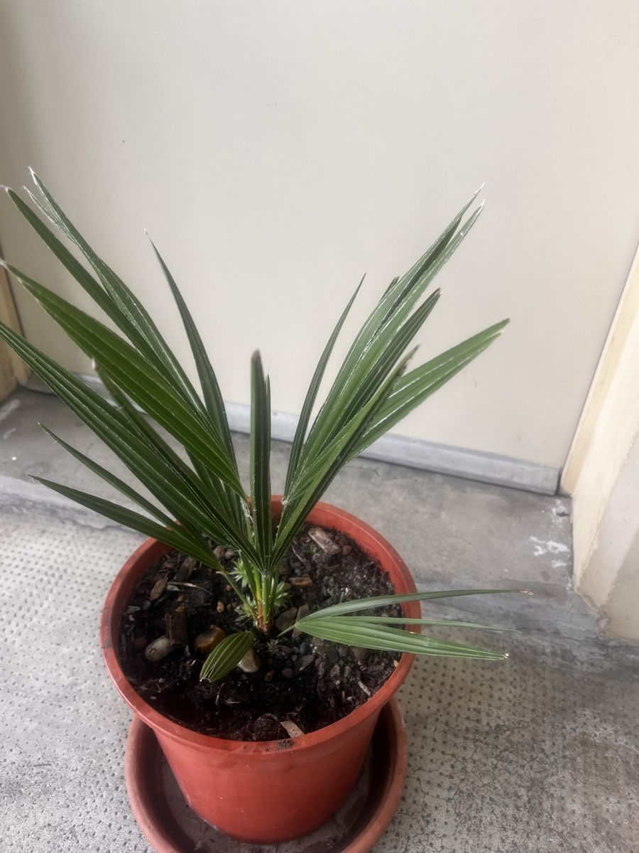 Plantes & graines: Palme Trachycarpus Fortunei 3 Jahre, 45 cm – D'occasion à Möhlin par mil_h55x 2