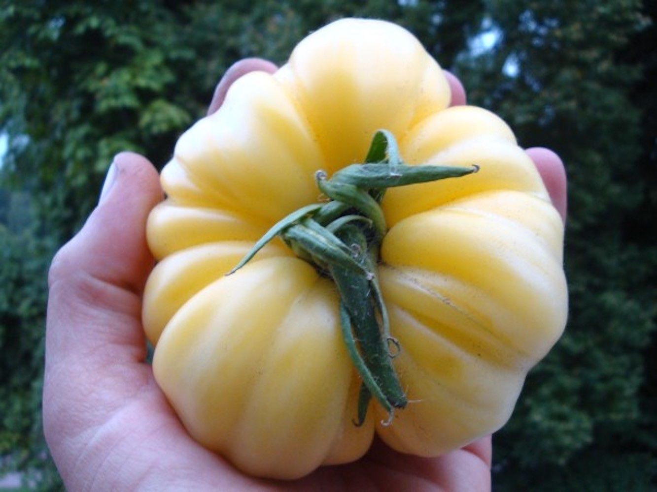 Piante & sementi: 30 Samen WHITE BEAUTY Tomate – Nuovo (secondo la descrizione) da Ehrendingen venduto da VerveinaSamen 4