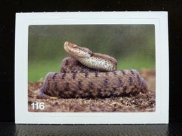 MIGROS MANIA Nature Detectives Nr. 116