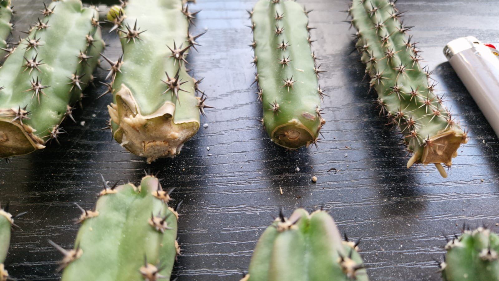 Plantes & graines: Harrisia Jusbertii Stecklinge – D'occasion à Zürich par LophiMaster 5