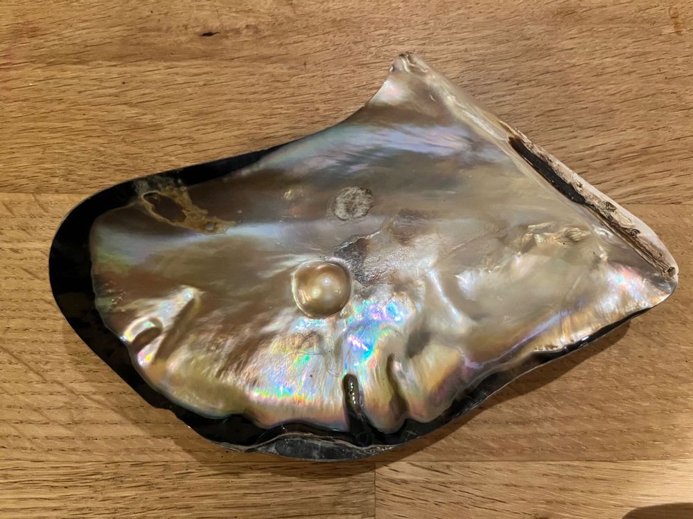 Muschel mit Perle Kaufen auf Ricardo