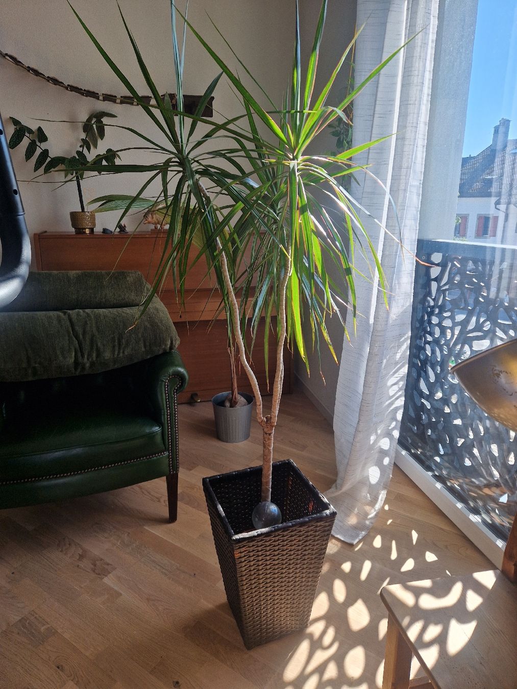 Pflanzen & Samen: Palmier et son cache-pot  – Neu (gemäss Beschreibung) aus Denges von elo_2zgb