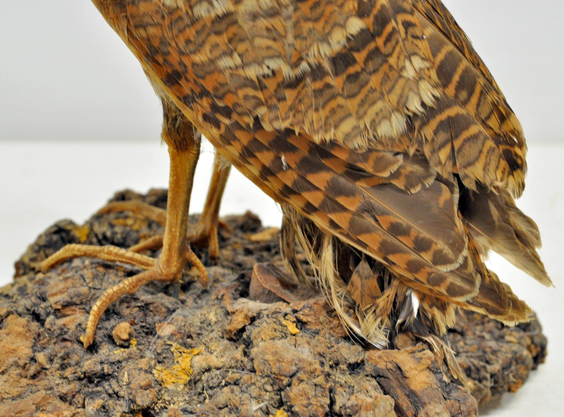 Il mondo degli animali: Bécasse des bois naturalisée – Usato da Neuchâtel venduto da Neuchatel 7