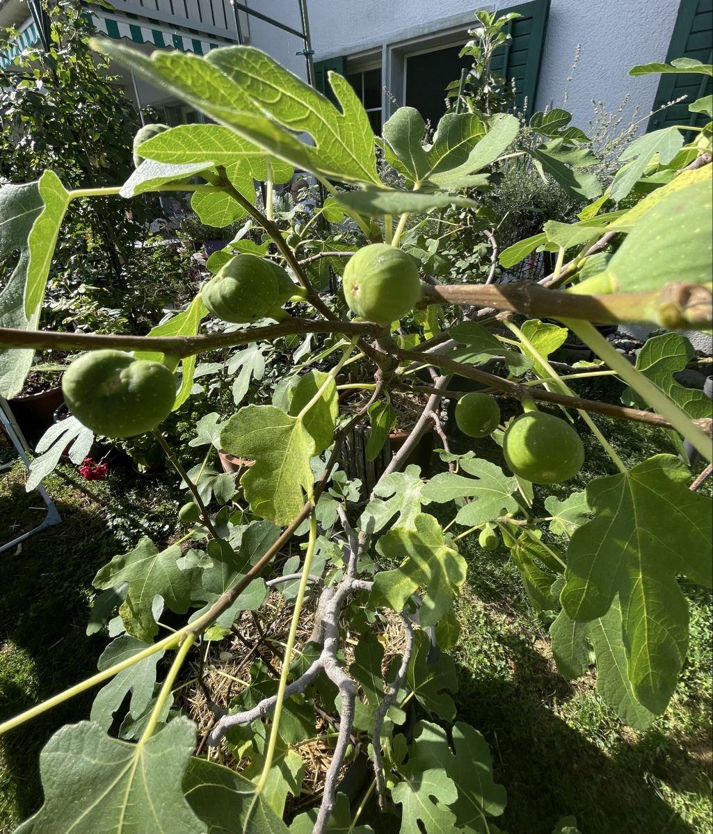 Pflanzen & Samen: Grosser Feigenbaum mit Topf – Neu (gemäss Beschreibung) aus Bäretswil von Evamaria1 3