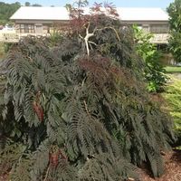 Albizia pleureur  'Chocolate Fountain'  2 x 30cm