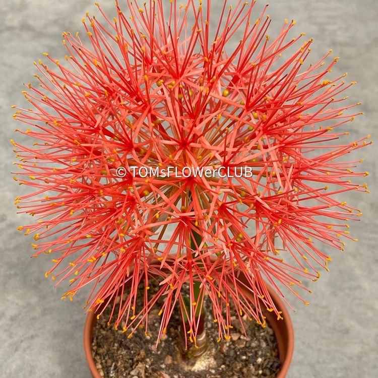 Scadoxus Multiflorus / Fireball Lilly / Blutblume Kaufen auf Ricardo