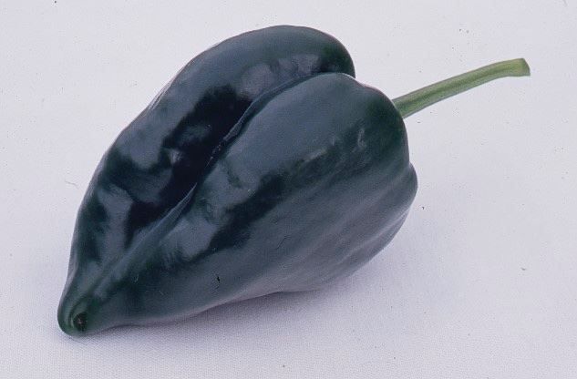 Piante & sementi: 50 Samen ANCHO GRANDE Poblano Chili – Nuovo (secondo la descrizione) da Ehrendingen venduto da VerveinaSamen 8
