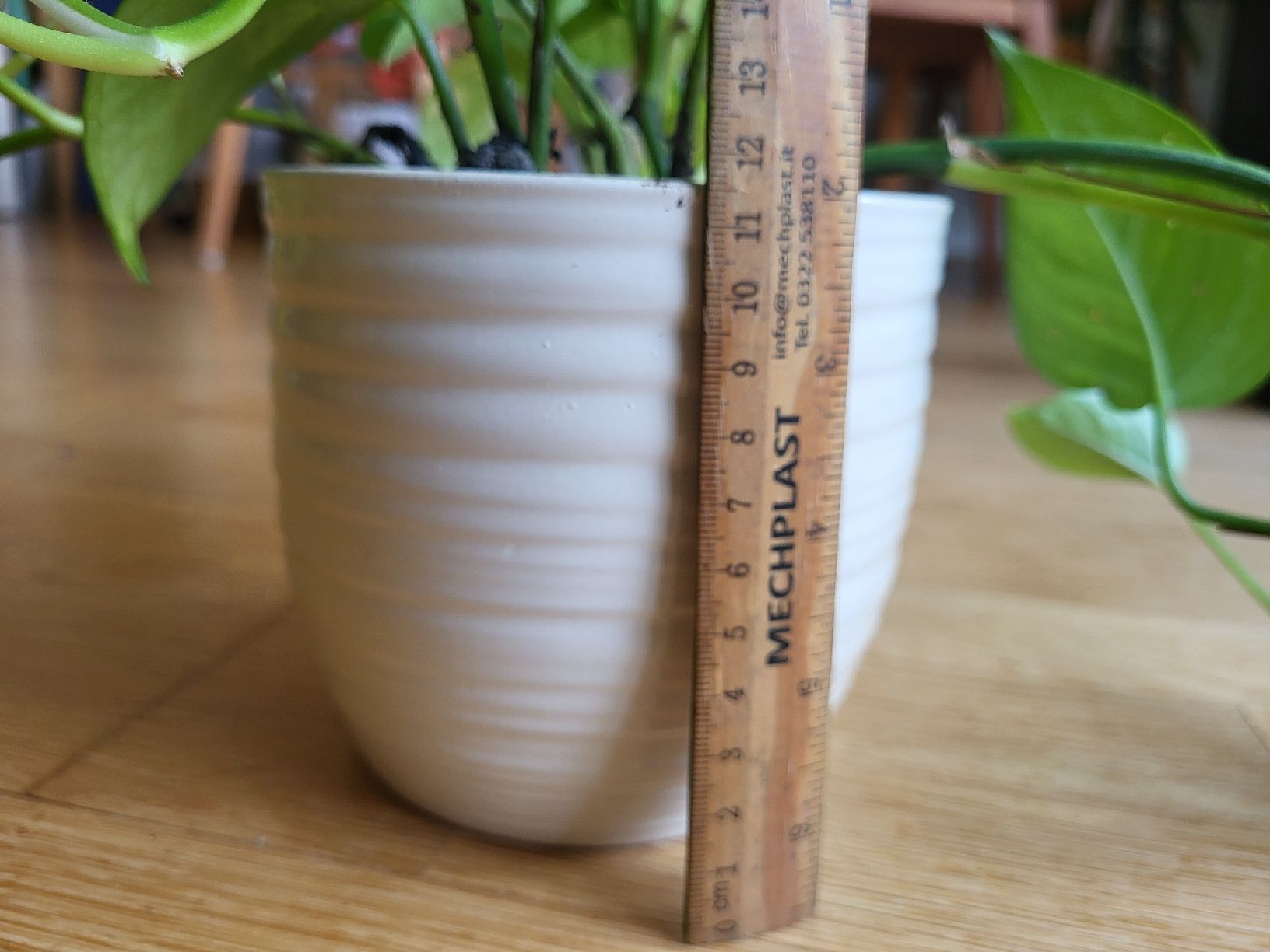 Pflanzen & Samen: Epipremnum Aureum + schöne keramik übertopf – Neu (gemäss Beschreibung) aus Zürich von sahaara01 1