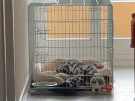 Hundebox