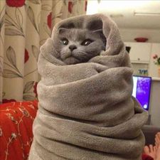 Profile image of Purrito