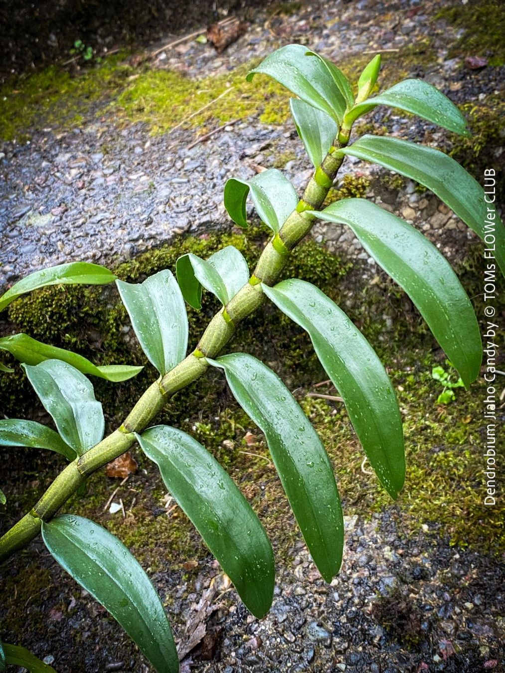 Dendrobium Jiaho Candy - 50x30cm Orchidee aus der Sammlung (Neu und ...