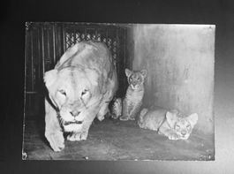 Foto 1949 ! Löwin Stella