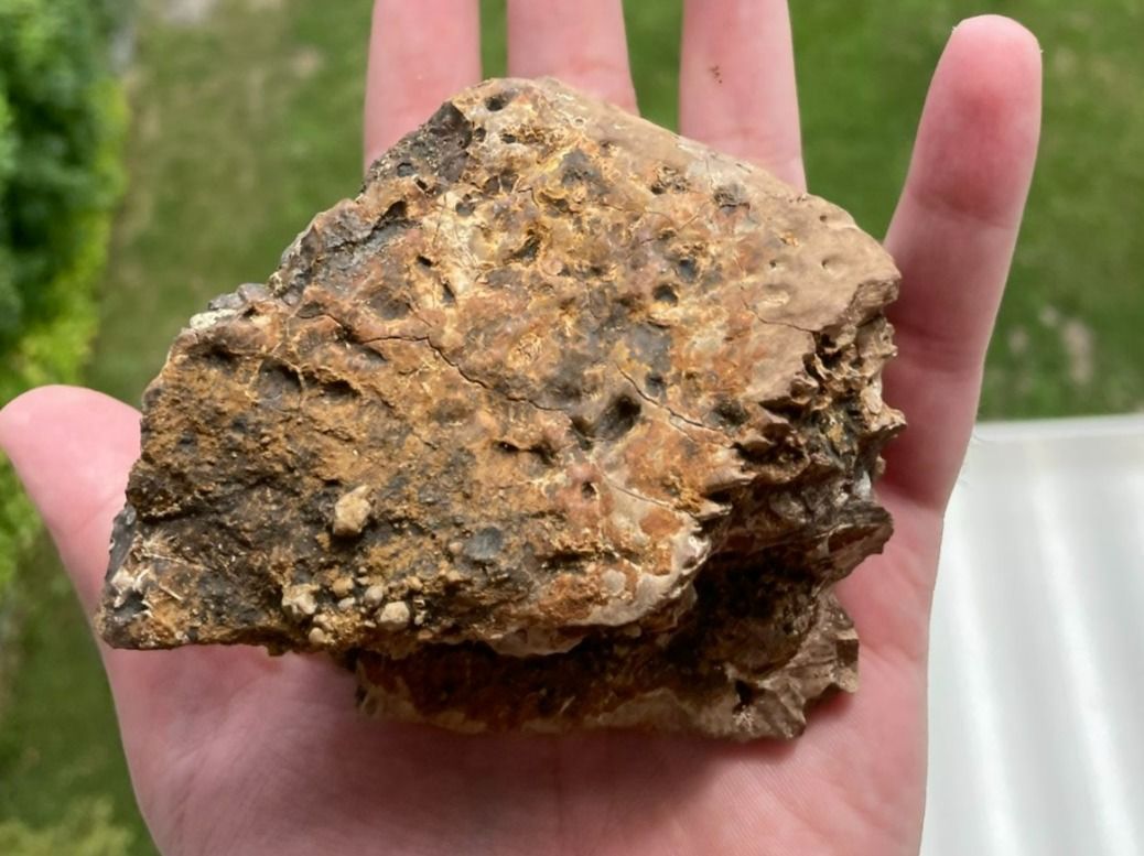 Fossili: Fossiles Krokodil Kieferstück – Usato da schüpfen venduto da rica122 4