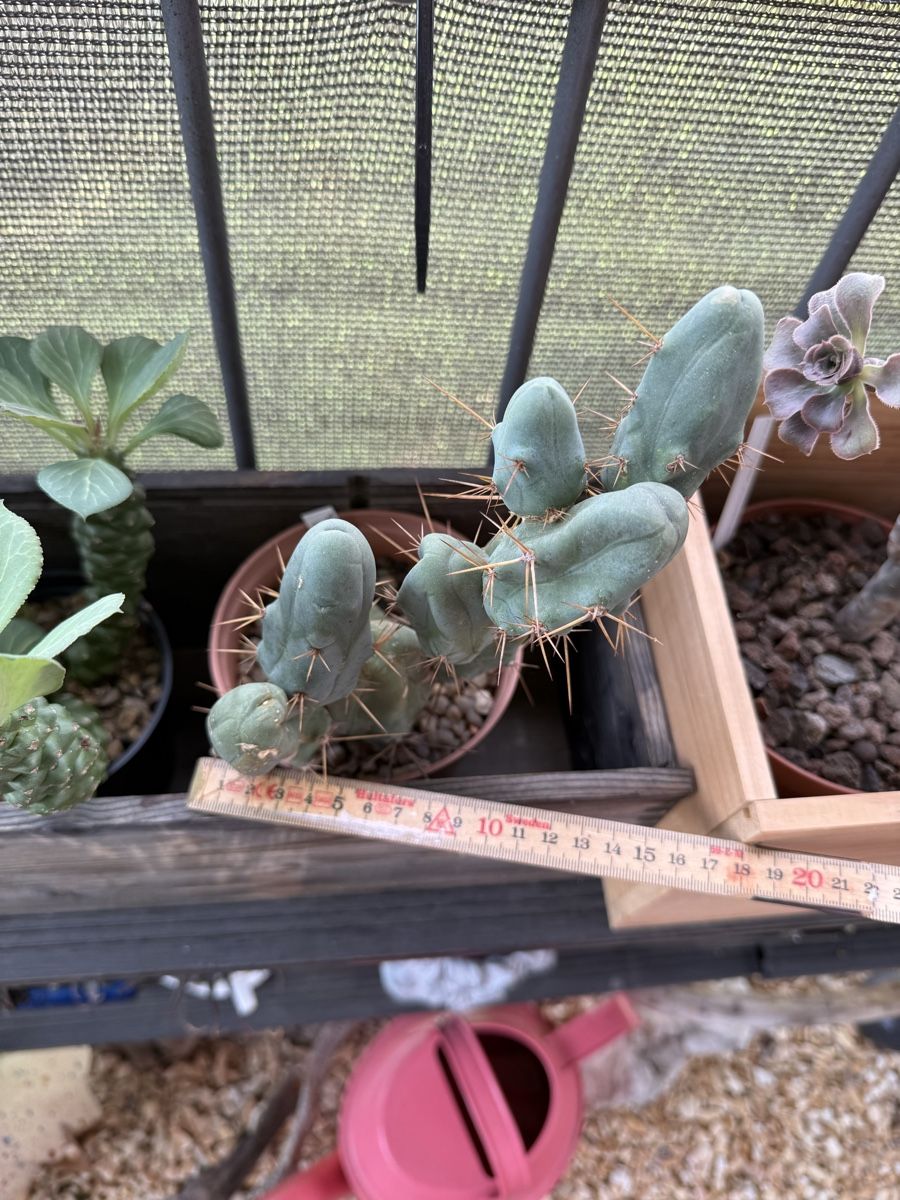 Plantes & graines: Trichocereus bridgesii f monstrosus – D'occasion à Rorbas par SimS0n 2