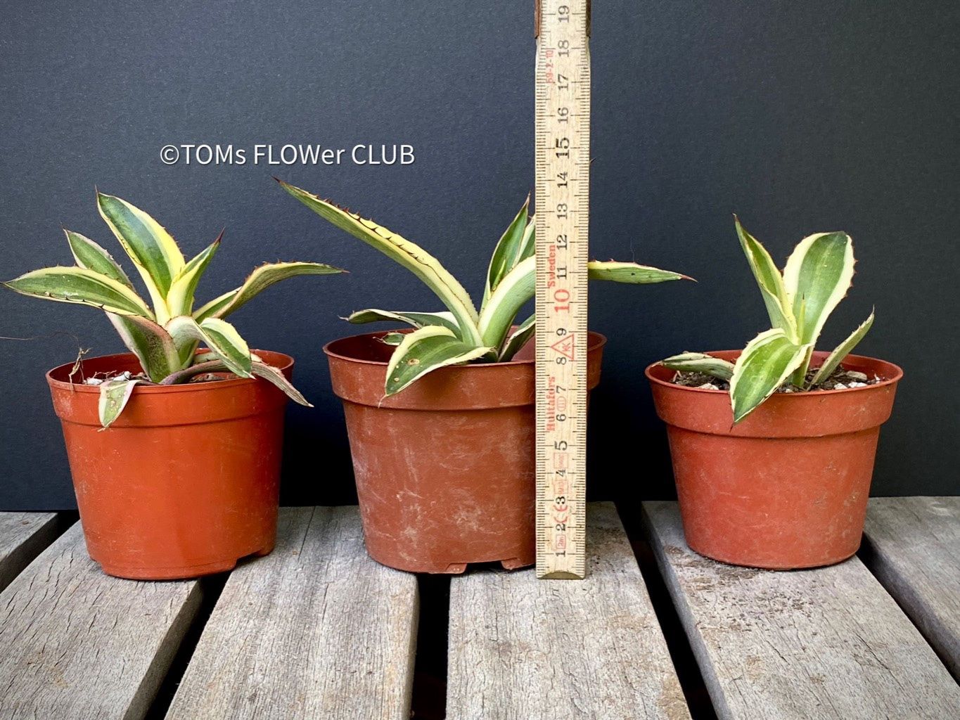 Piante & sementi: Agave Lophantha Variegata Quadricolor - top robust – Nuovo e nell'imballaggio originale da Adliswil venduto da astom369 2