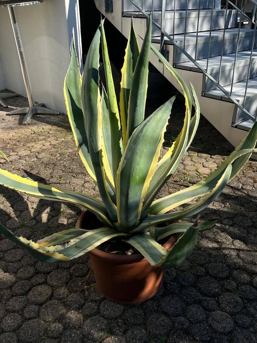Piante & sementi: Agave variegata 80 cm hoch – Usato da Ottikon venduto da lo99 1