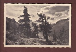 DAVOS-SERTIG - Stimmung im Arvenwald - 1945