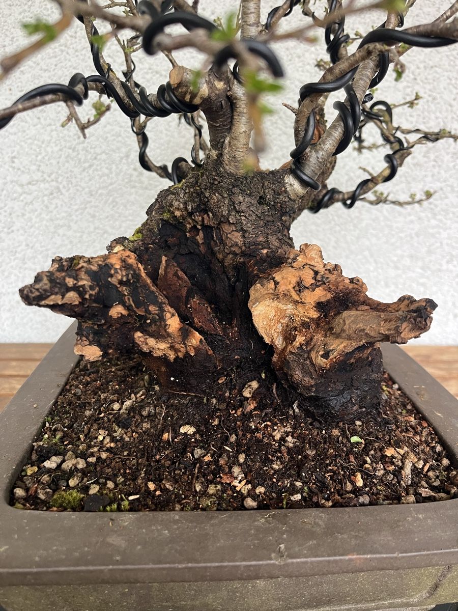 Pflanzen & Samen: Prunus mahaleb  – Neu und originalverpackt aus Hettlingen von BonsaiNaturist.com 4