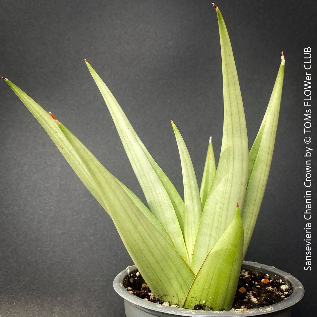 Piante & sementi: SANSEVIERIA CHANIN CROWN - mit wunderschönen Silber-Blättern – Nuovo e nell'imballaggio originale da Adliswil venduto da MarkyForest 7