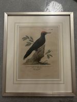 Antiker Vogelstich Picus Martius Schwarzspecht