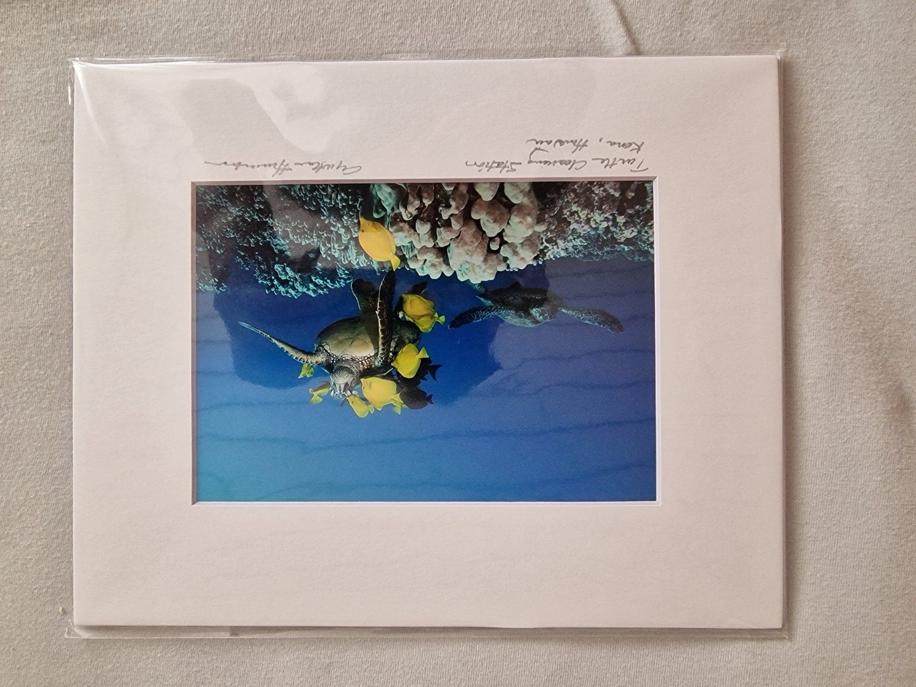 Posters & Illustrations: Bild Schildkröte "Turtle Cleaning Station" – Neuf avec emballage d'origine à Gams par Lorize