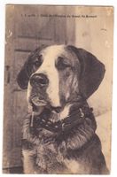 Chien de l'Hospice du Grand St-Bernard