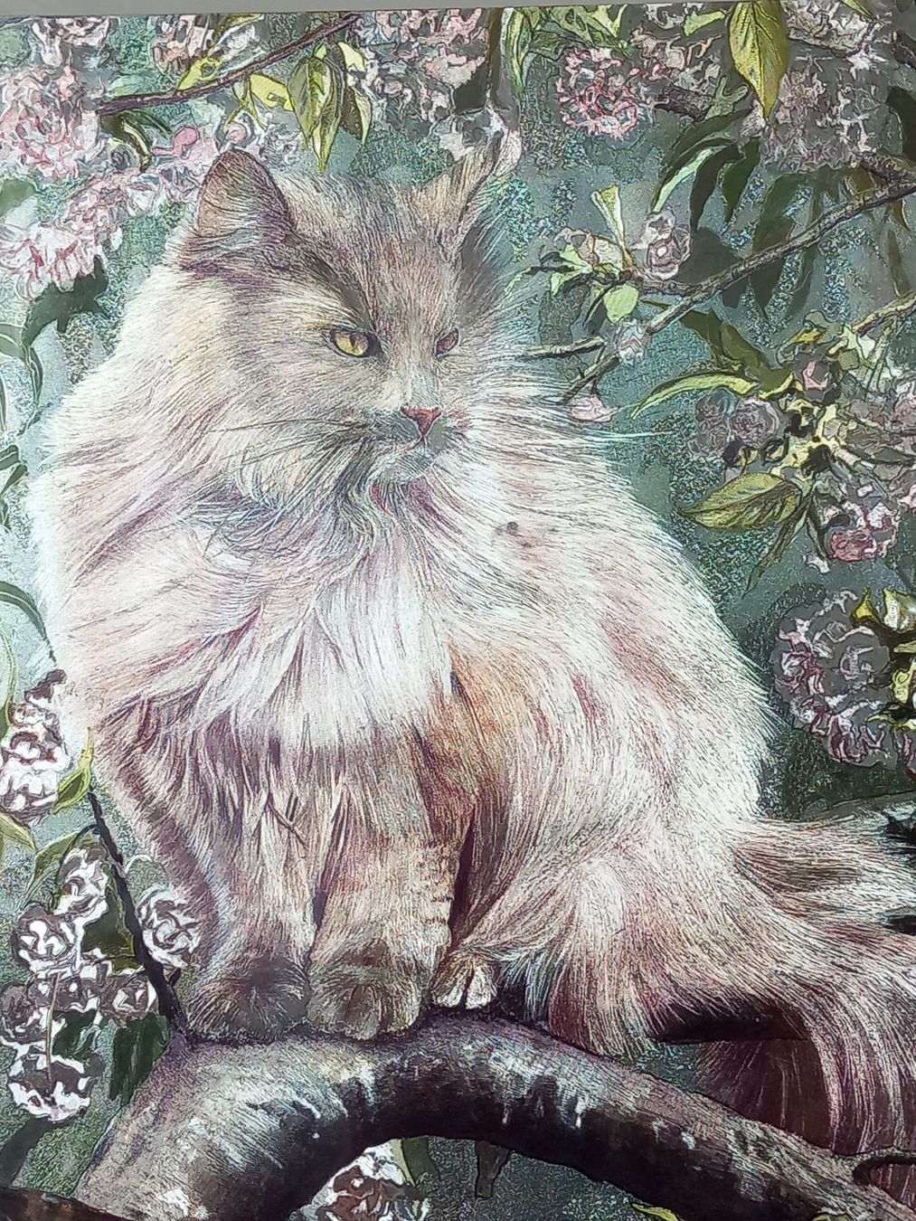 Foto & Immagini: gerahmtes Katzenbild in Perlmutt Optik – Usato da Lindau venduto da san_kg2j 1