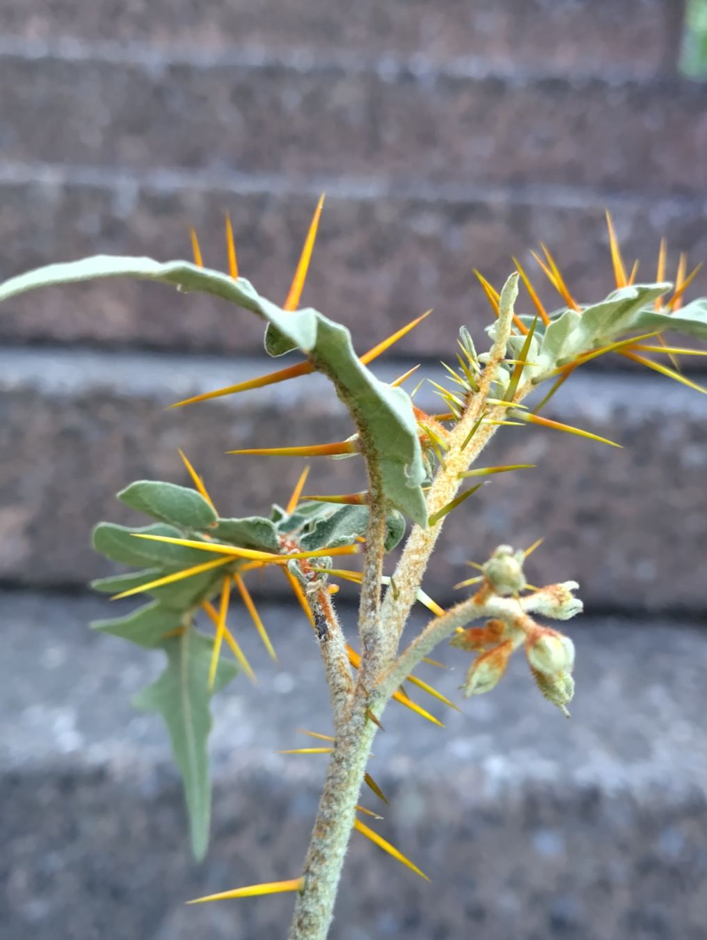 Piante & sementi: Solanum pyracanthum, Nachtschattengewächs, aus Madagaskar – Nuovo (secondo la descrizione) da Mühlethal venduto da spacebird 9