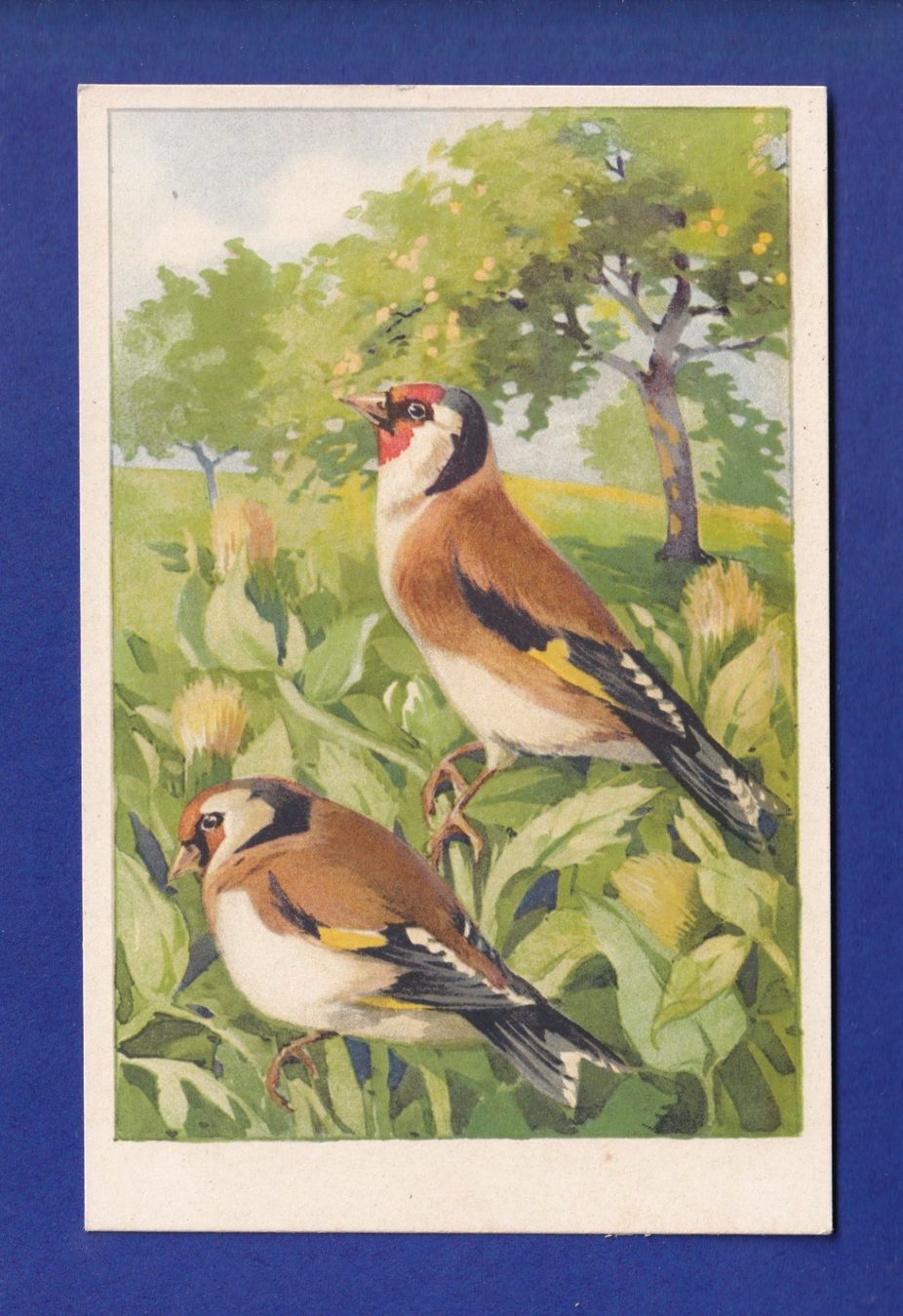 Cartes postales: OISEAU - Chardonneret – D'occasion à Pully par nicecards-shop