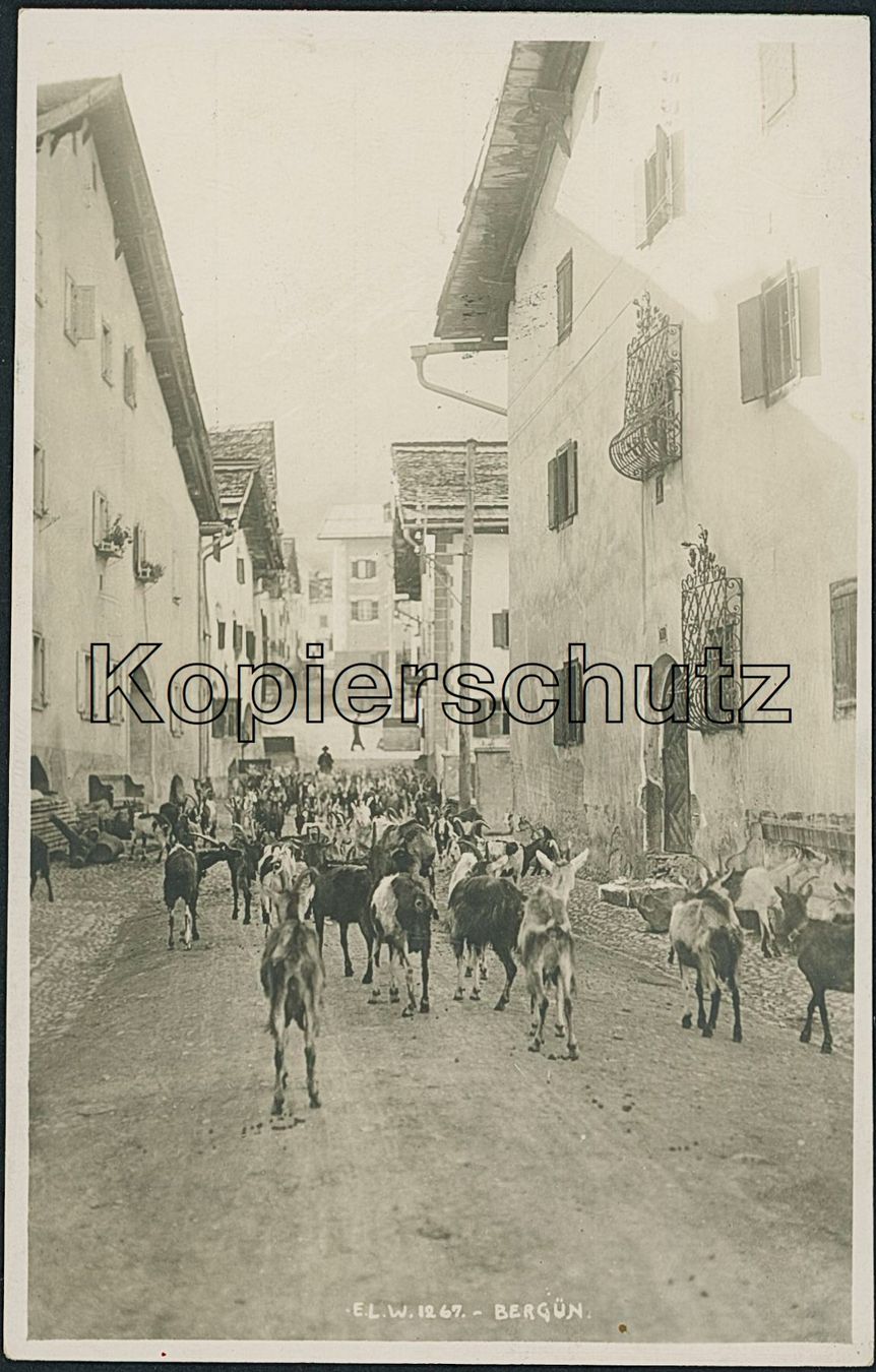 Cartoline postali: GR Bergün - Tiere - Ziegen – Usato da Schindellegi venduto da masutka7
