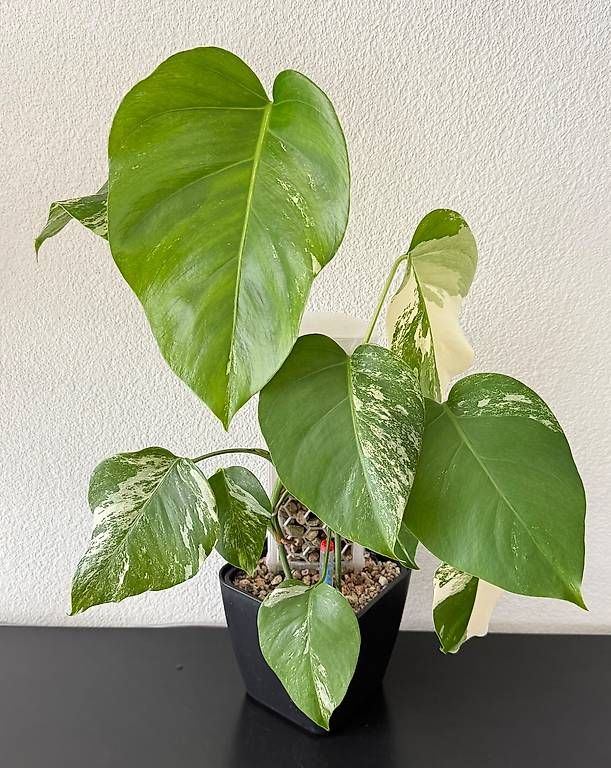Piante & sementi: Monstera Deliciosa Variegata, 60cm, 3D-Rankstab – Usato da Aadorf venduto da Arkabraa