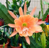 Epiphyllum „king Midas“ Blattkaktus Epicactus