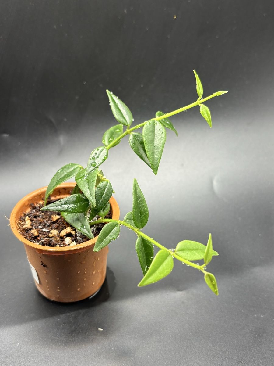 Plantes & graines: Hoya Bella (1-14) – Neuf avec emballage d'origine à Basel par Pink_White