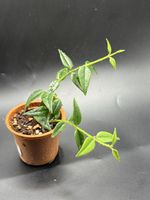 Hoya Bella (1-14)