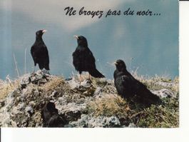 Animaux Humoristiques (12), um 1970