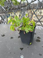 5 Blättrige Jungfernrebe, Wilder Wein zur Fassadenbegrünung