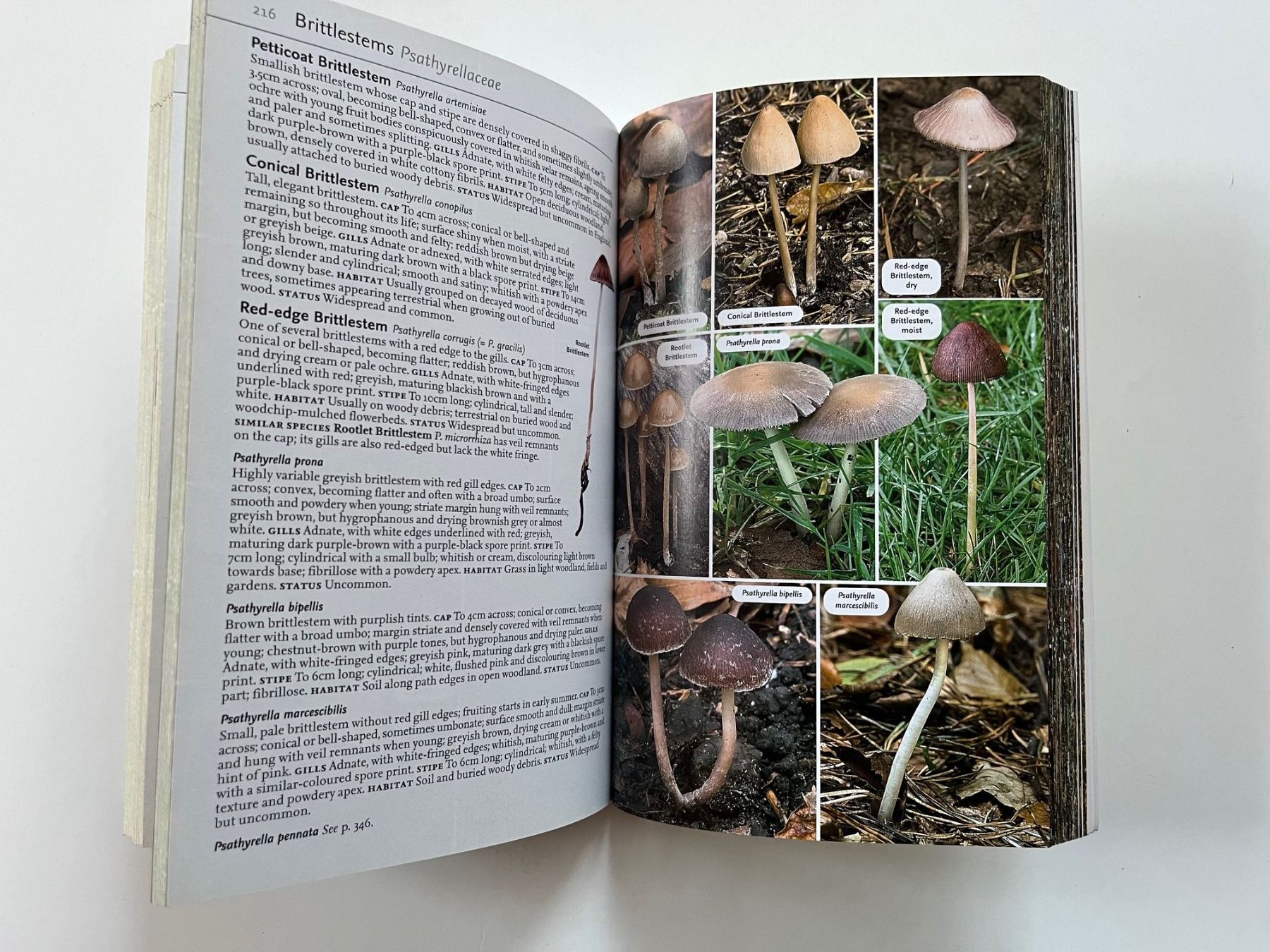 Libri: Collins Complete Guide to British Mushrooms Toadstools – Usato da Laufen venduto da Nuria44 7